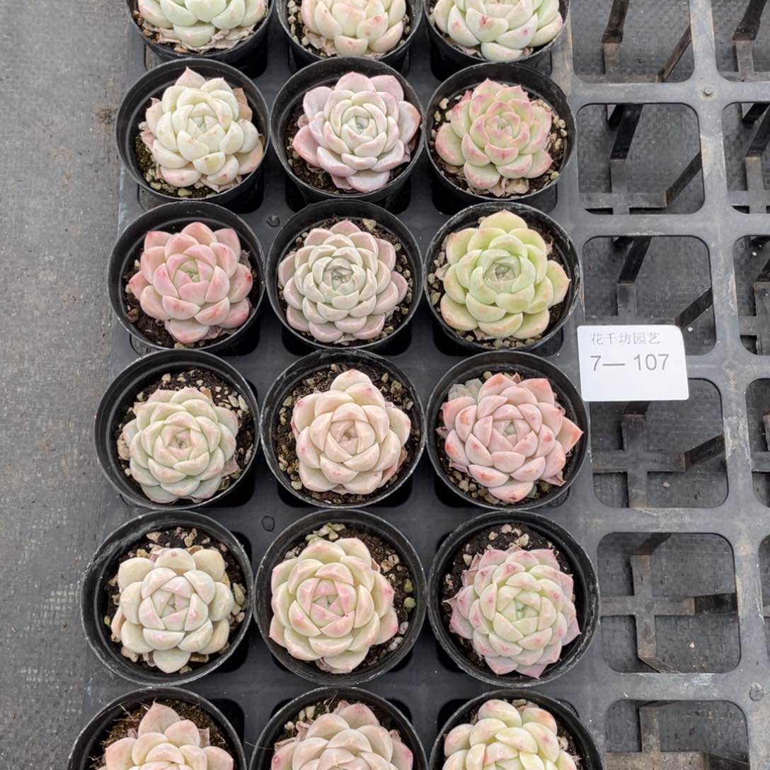 一物一拍18棵7-107