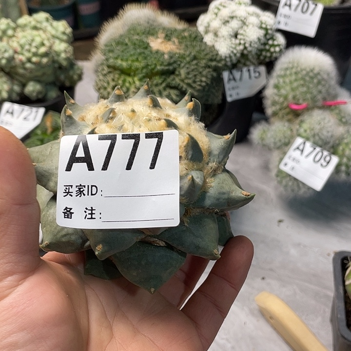 j***e777龙牙一个仙人球