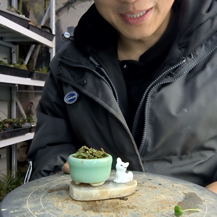 饭***位小盆景小植物一物一拍156