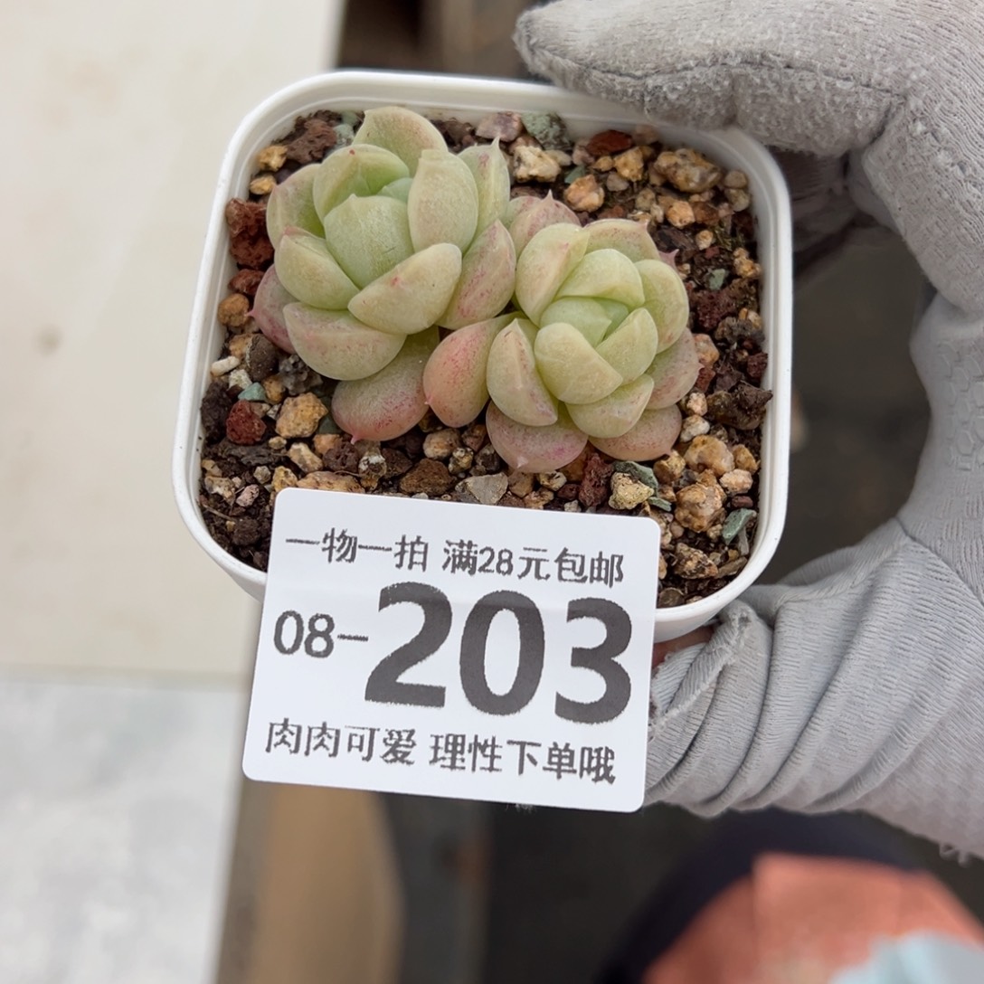 石化青团多肉多肉多肉多肉