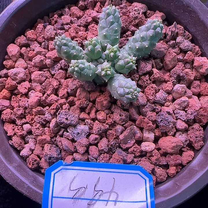 多肉植物阎魔大戟