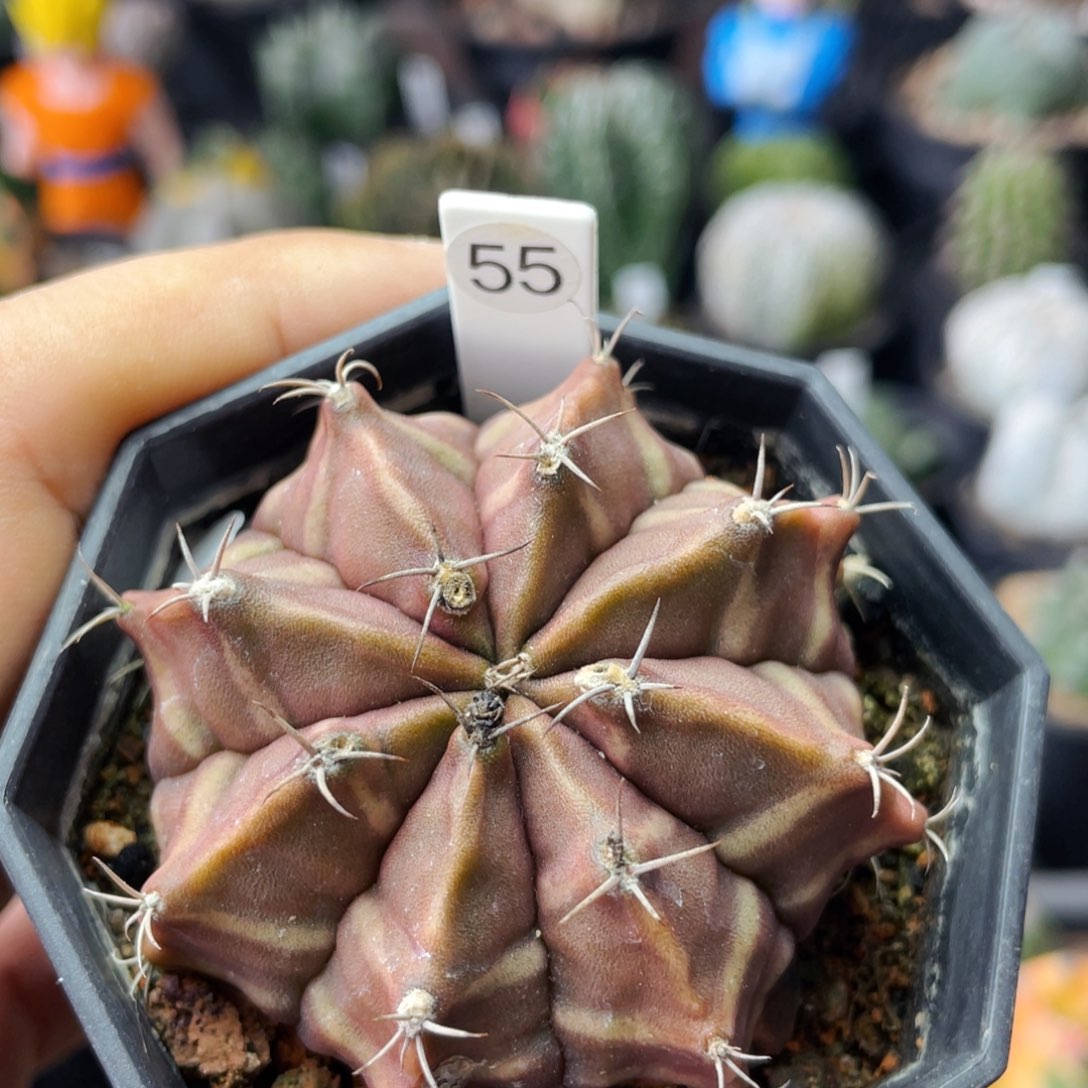 仙人球满28包邮盆5公分美文米哈