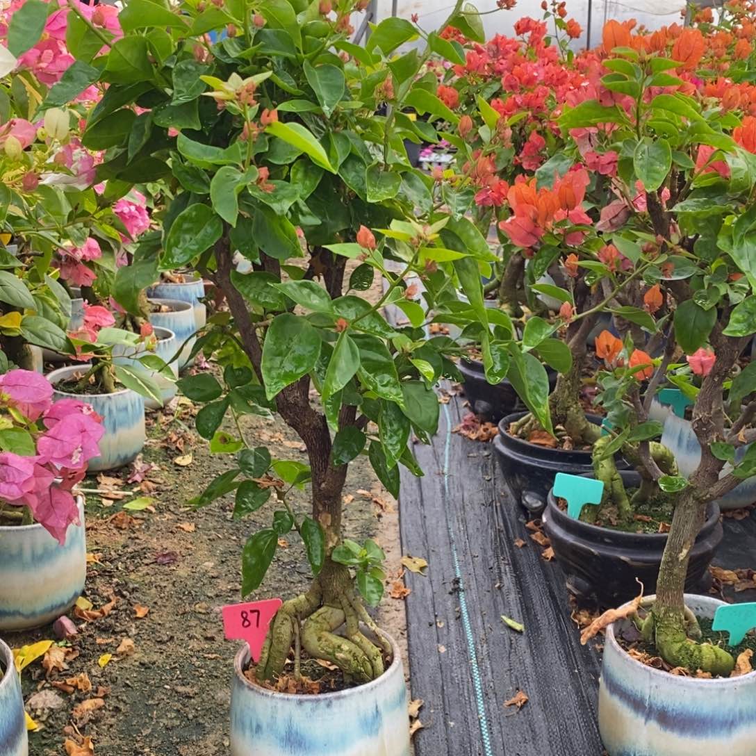 无花朵三角梅阿努娜87号