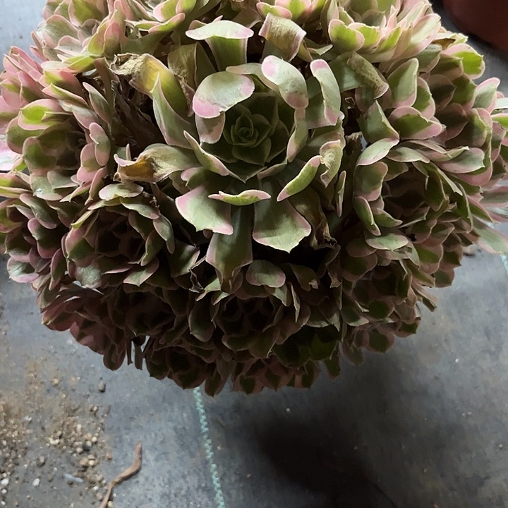 多肉植物男神锦～……