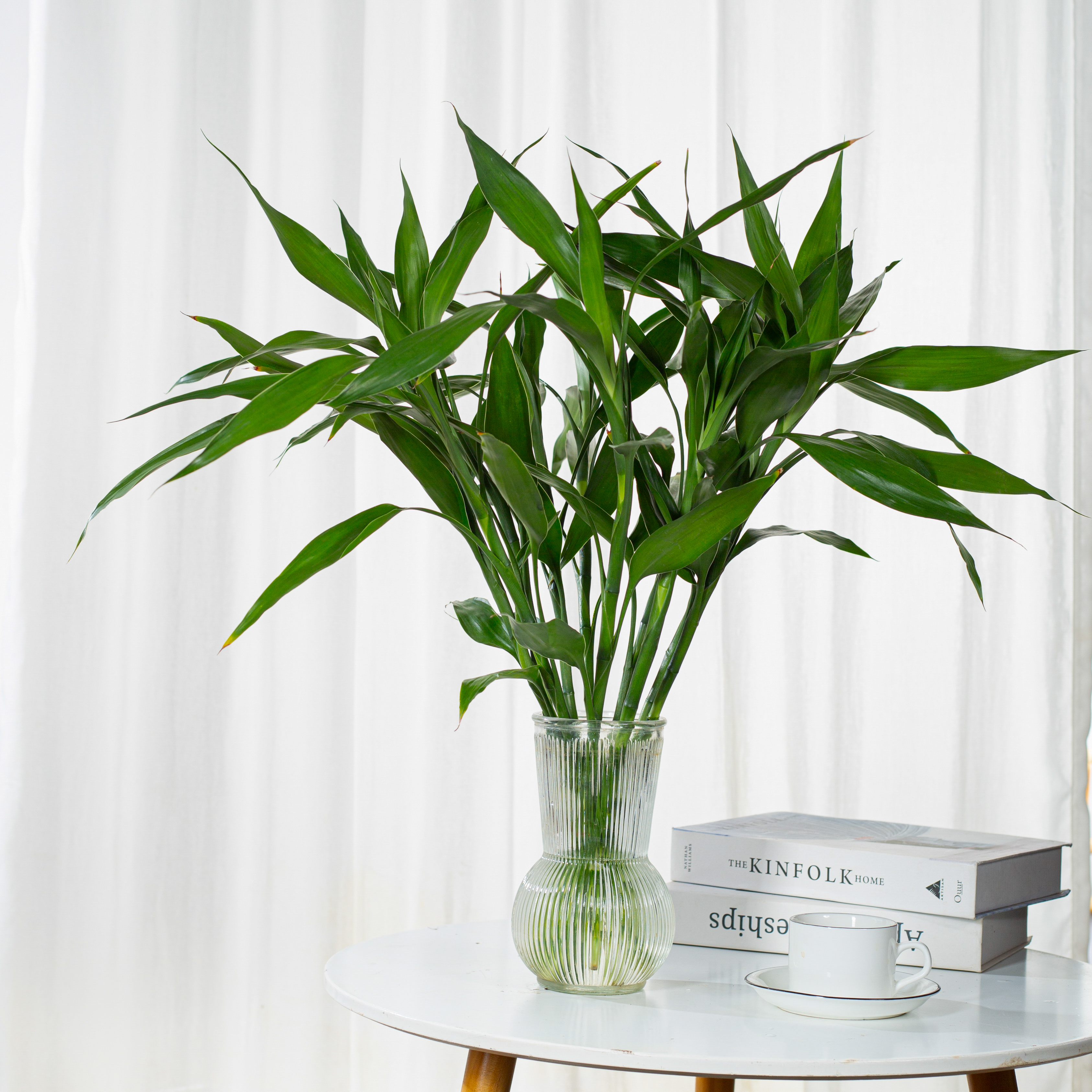 【好品质好质量】植物客厅花卉绿植室内盆栽观音竹带根节节高