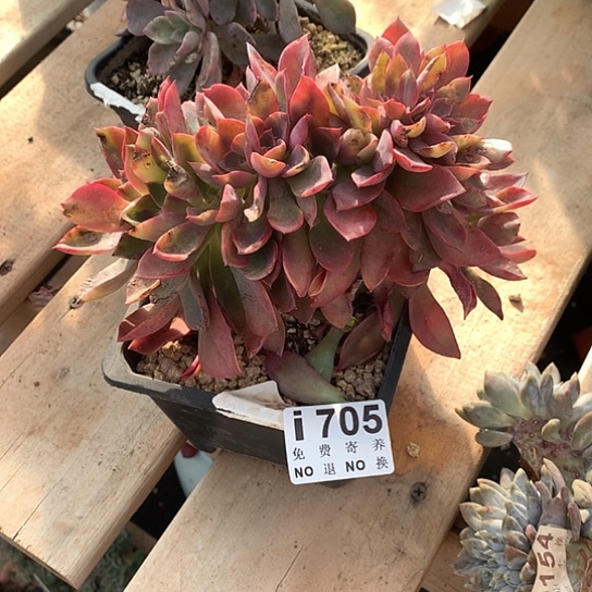 紫气东来缀化705 亏本处理不退不换7-8天发货