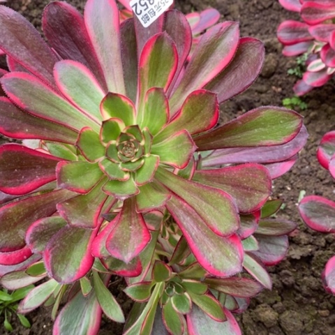 582丽娜满25包邮多肉