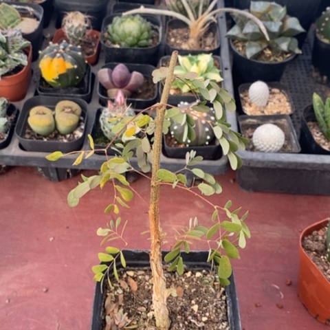 黑猴刺树1仙人球