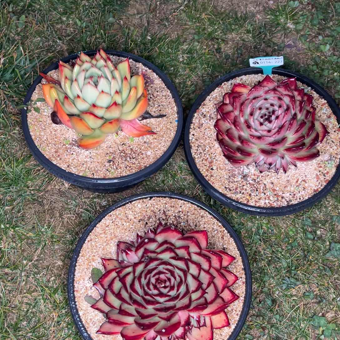 从前慢多肉精选编号0114.227