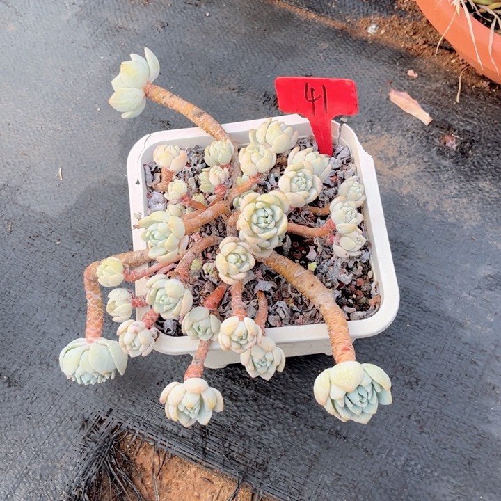 多肉植物一物一拍9.9包邯