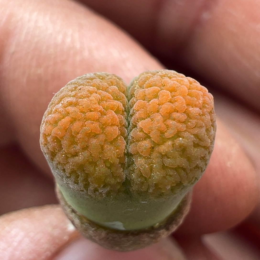 185优选eh980超蛋