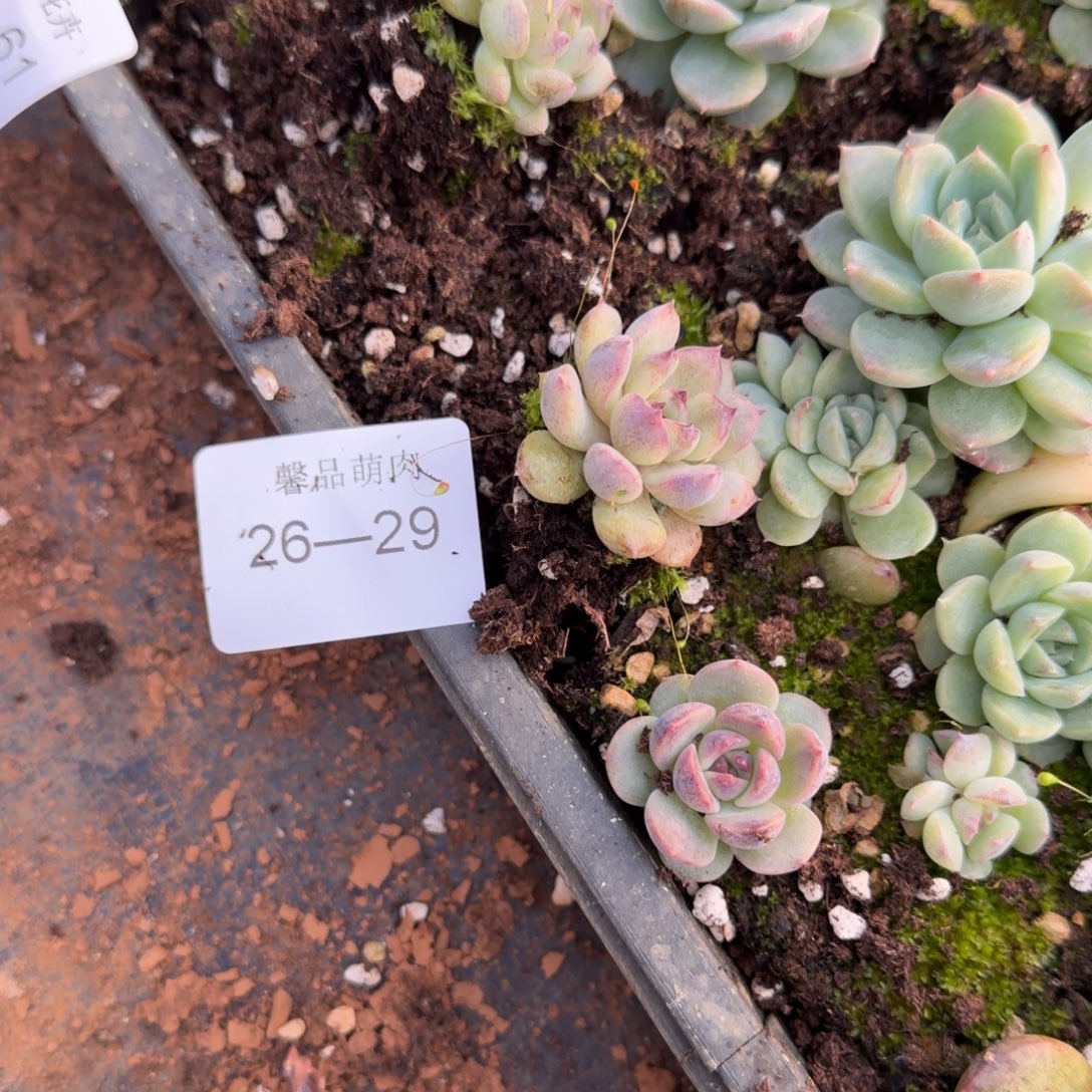 26-29黑玫瑰杂交苗子两颗量拍