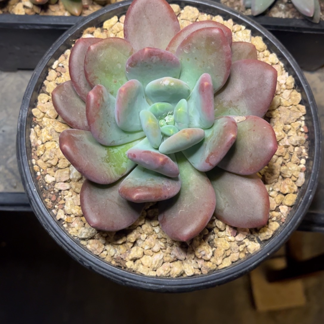 E***鹏美人杂交脱土发货，