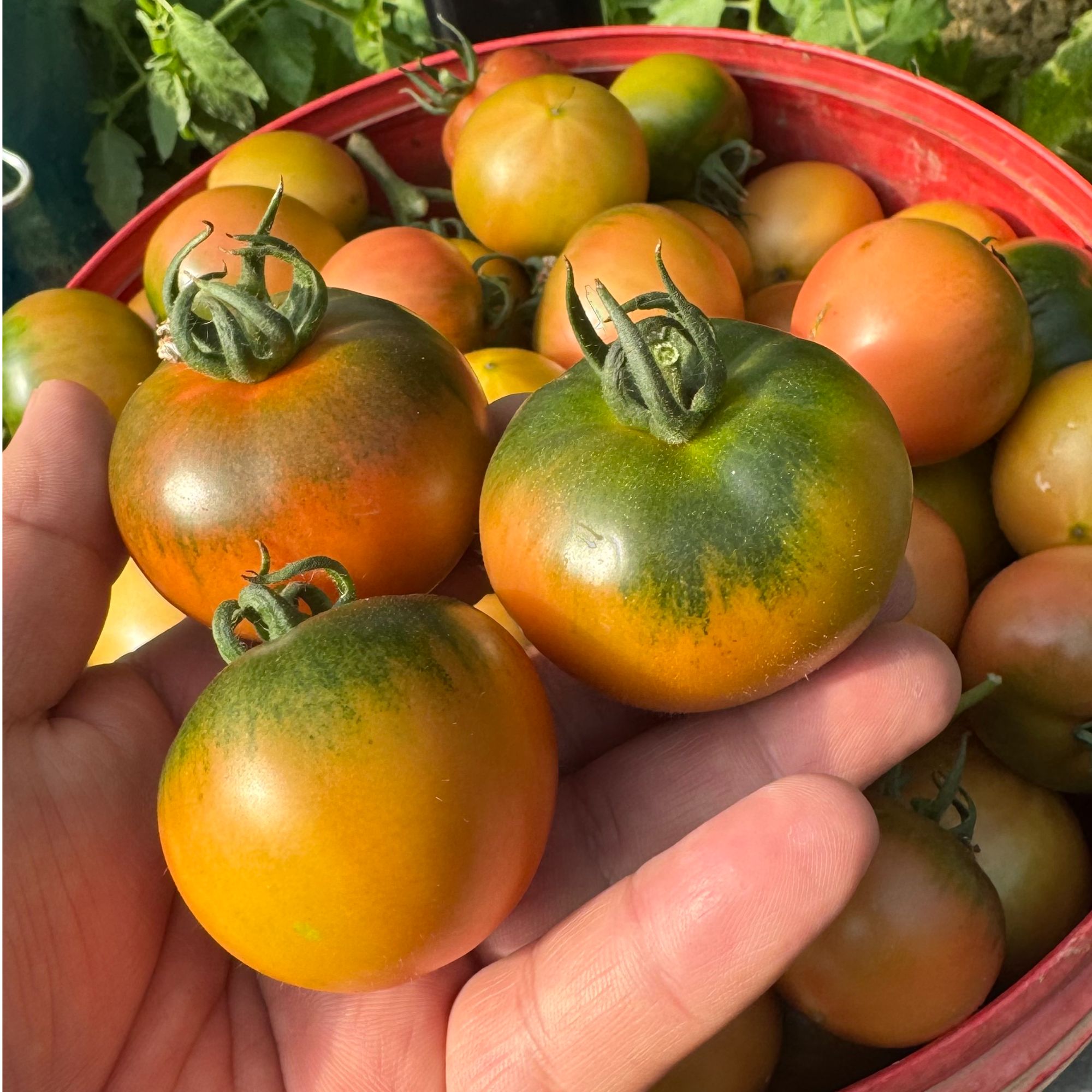 「果蜜小番」高档草莓柿子酸甜可口应季水果批发市场同品质非电商货