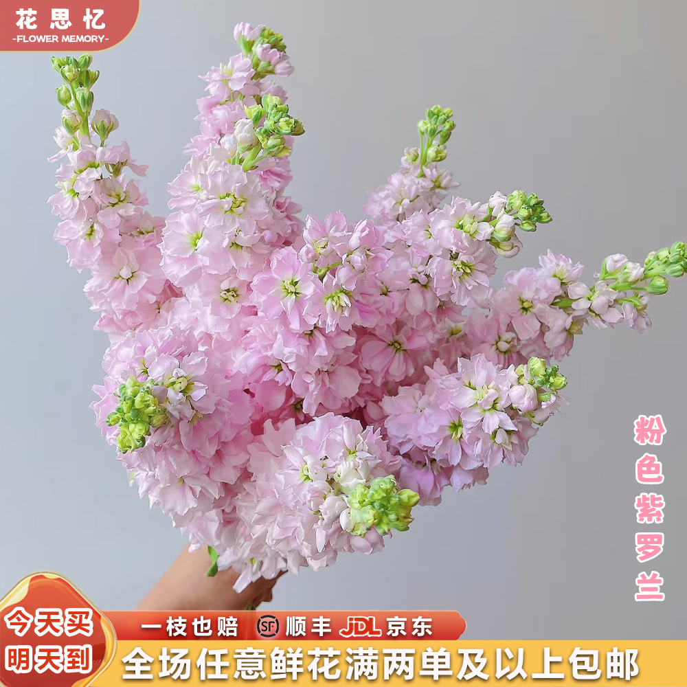 『粉色紫罗兰5枝』家居养花 全场任意满两单鲜花顺丰京东送货上门 三单鲜花送玻璃花瓶鲜花次日达