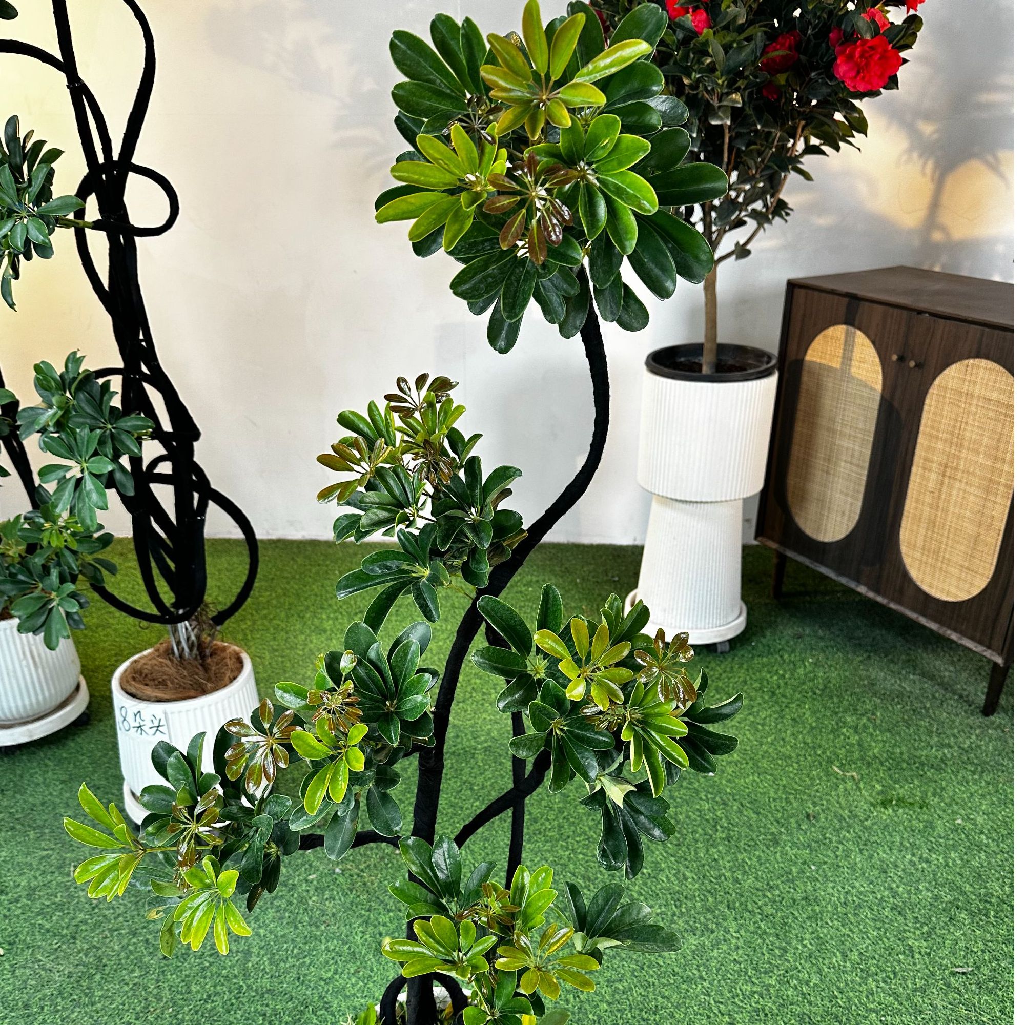 1.2米【鸭脚木】室内家居植物1