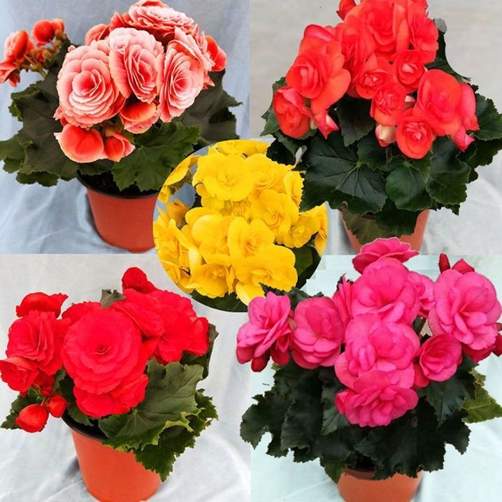 【带花带花包】丽格海棠大花室内阳台年宵花卉鲜花发货好看好养盆栽