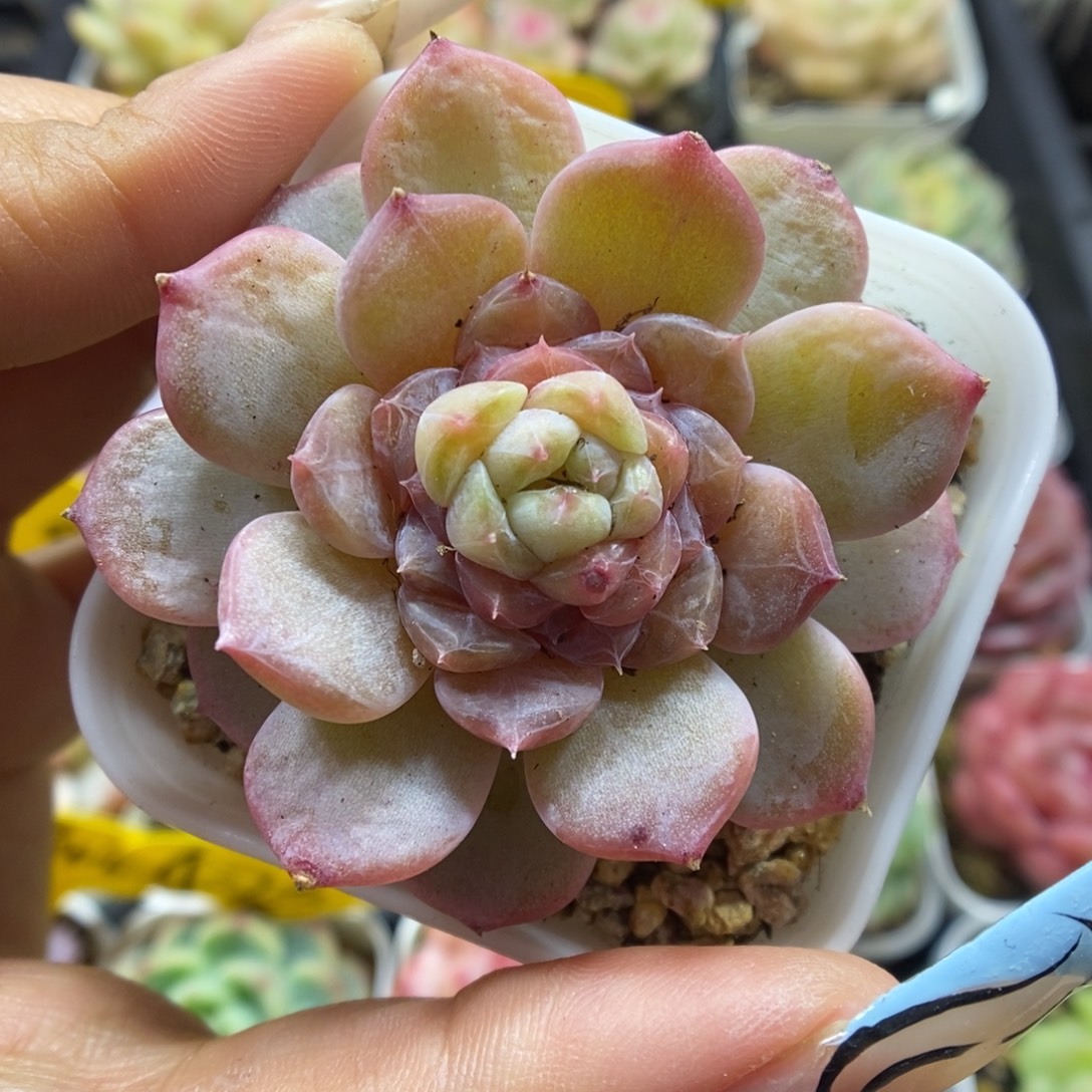 容止甜心522号。     