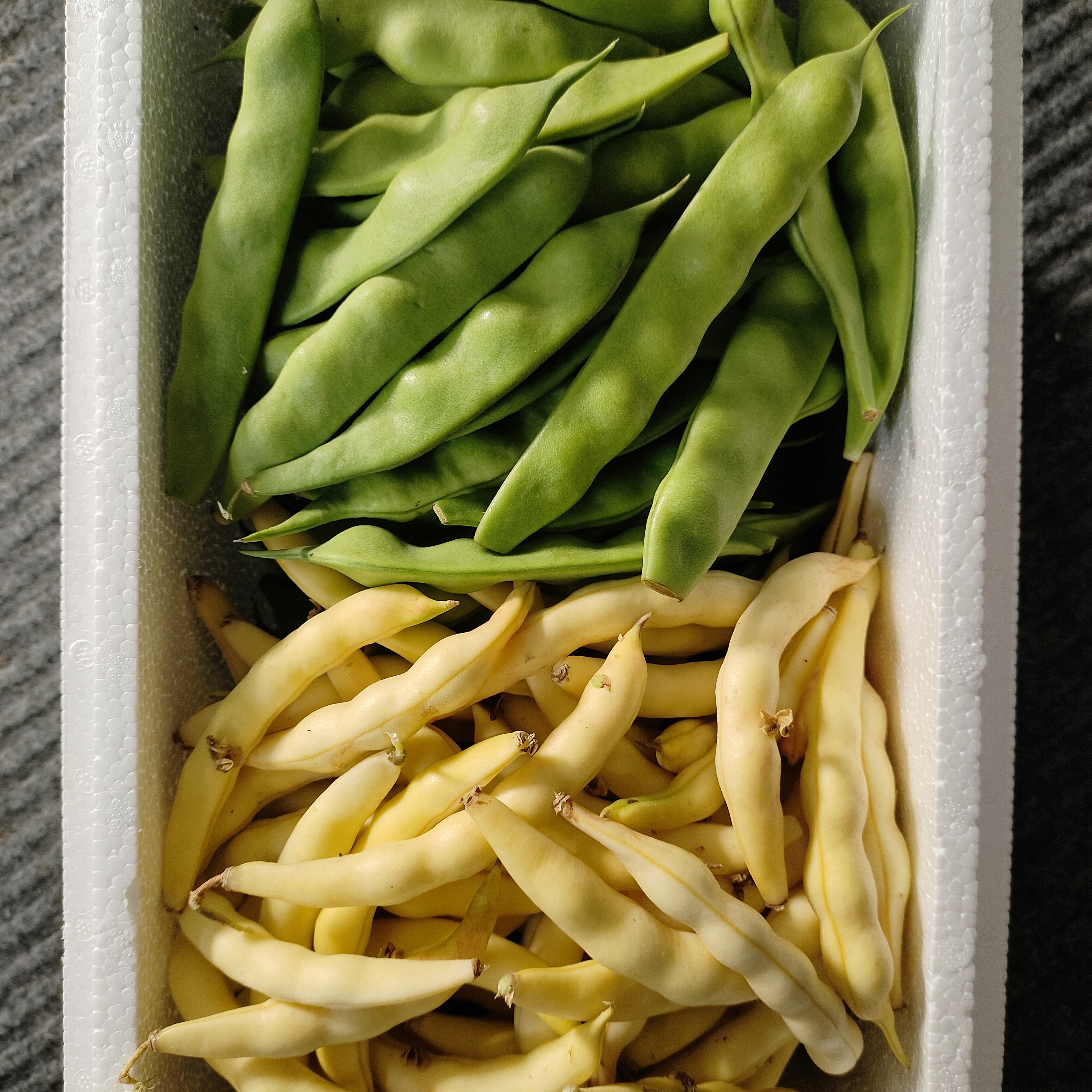 东北黄金钩豆角   九月青油豆角 新鲜采摘发货