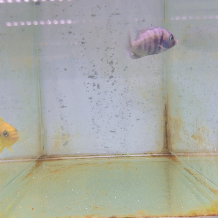 海水674号爆花蓝宝石