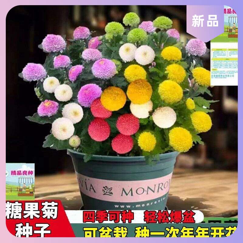 新店推荐乒乓球开花七彩菊乒乓菊籽易活菊花一年四季易爆盆种子花