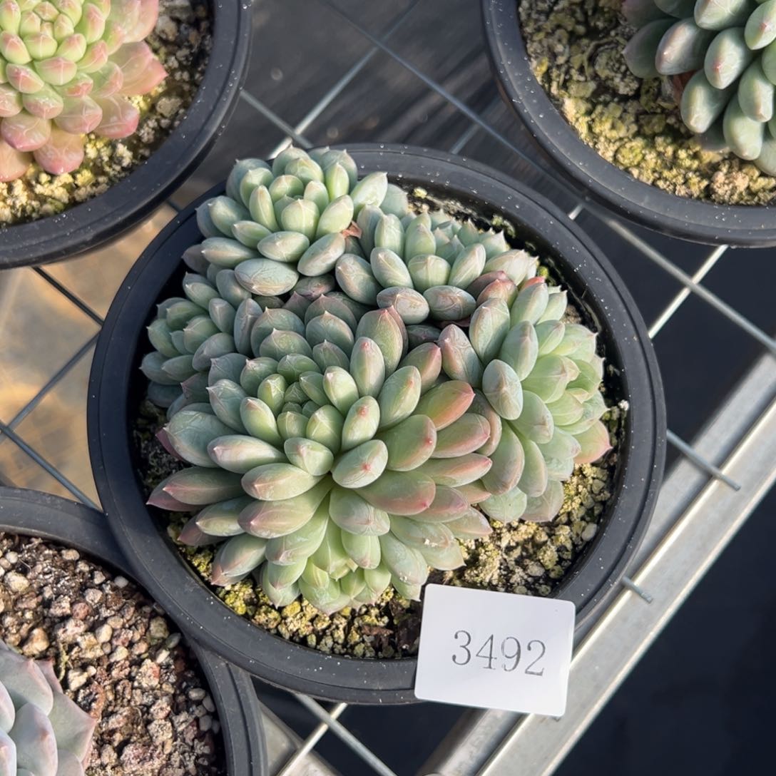 云**轻3492肉肉肉肉肉肉