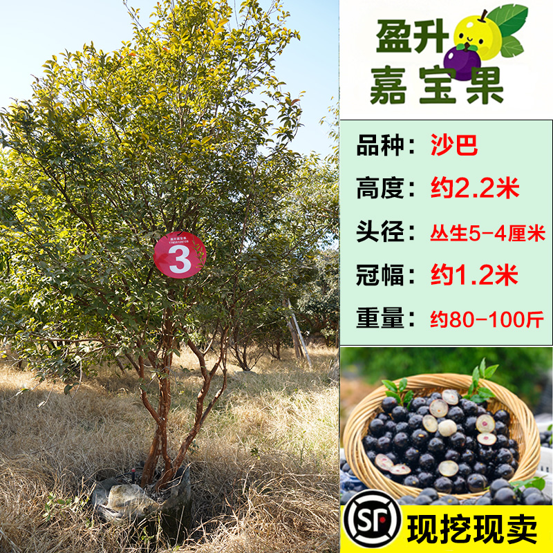 3号以主图为准【一物一拍】庭院绿植盆景造型