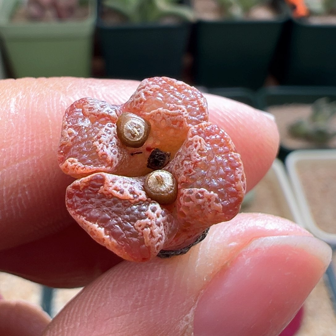 656。江南超蝶 多肉植物