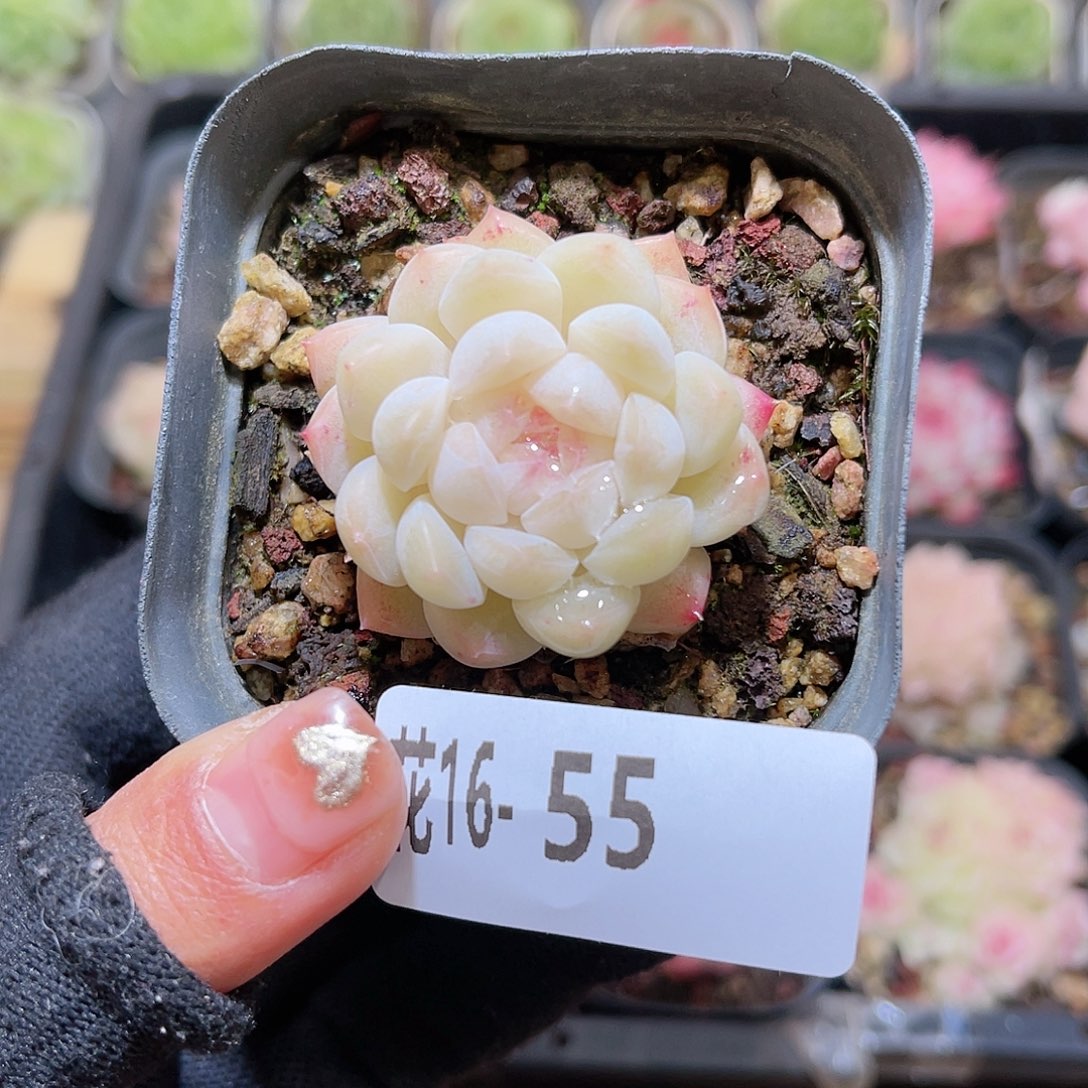 花16-55明月心单头