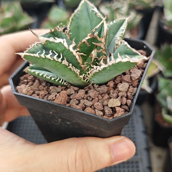 苍龙仁王冠龙舌兰