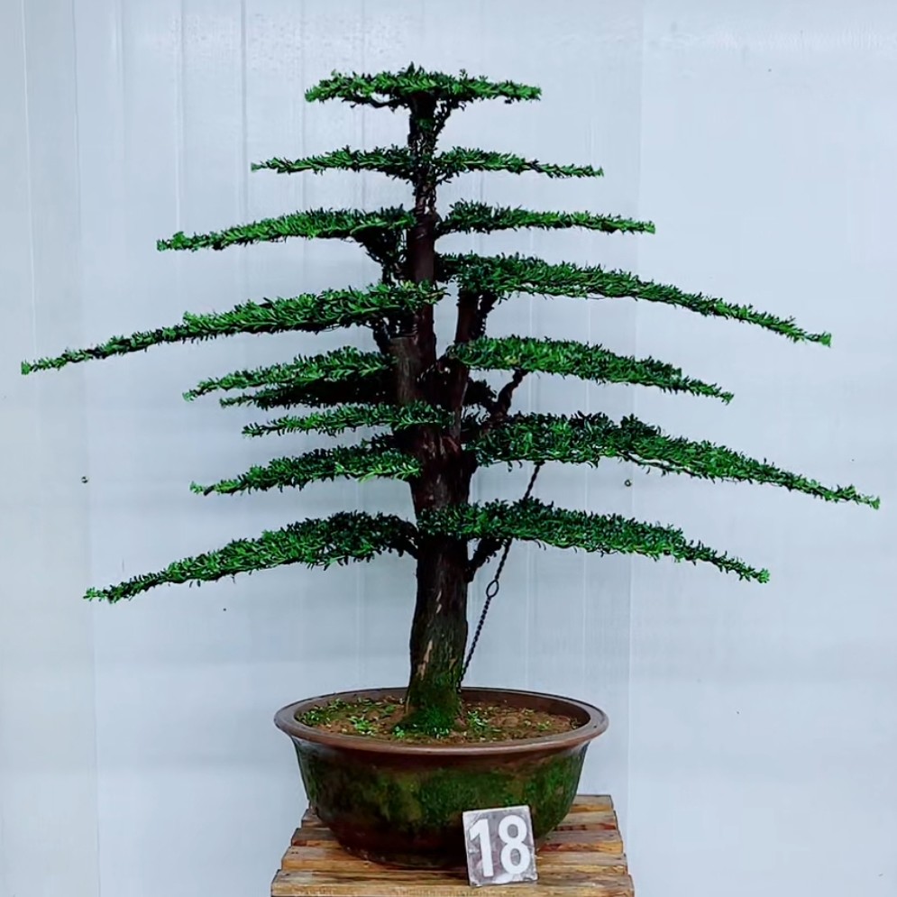 精品盆景老桩红牙罗汉松