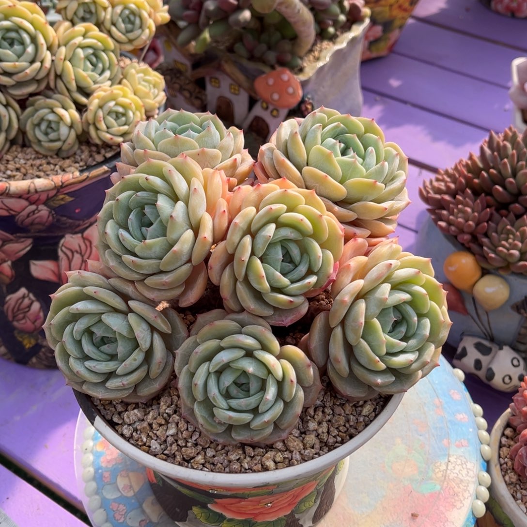 劳林朵朵缀一物一拍