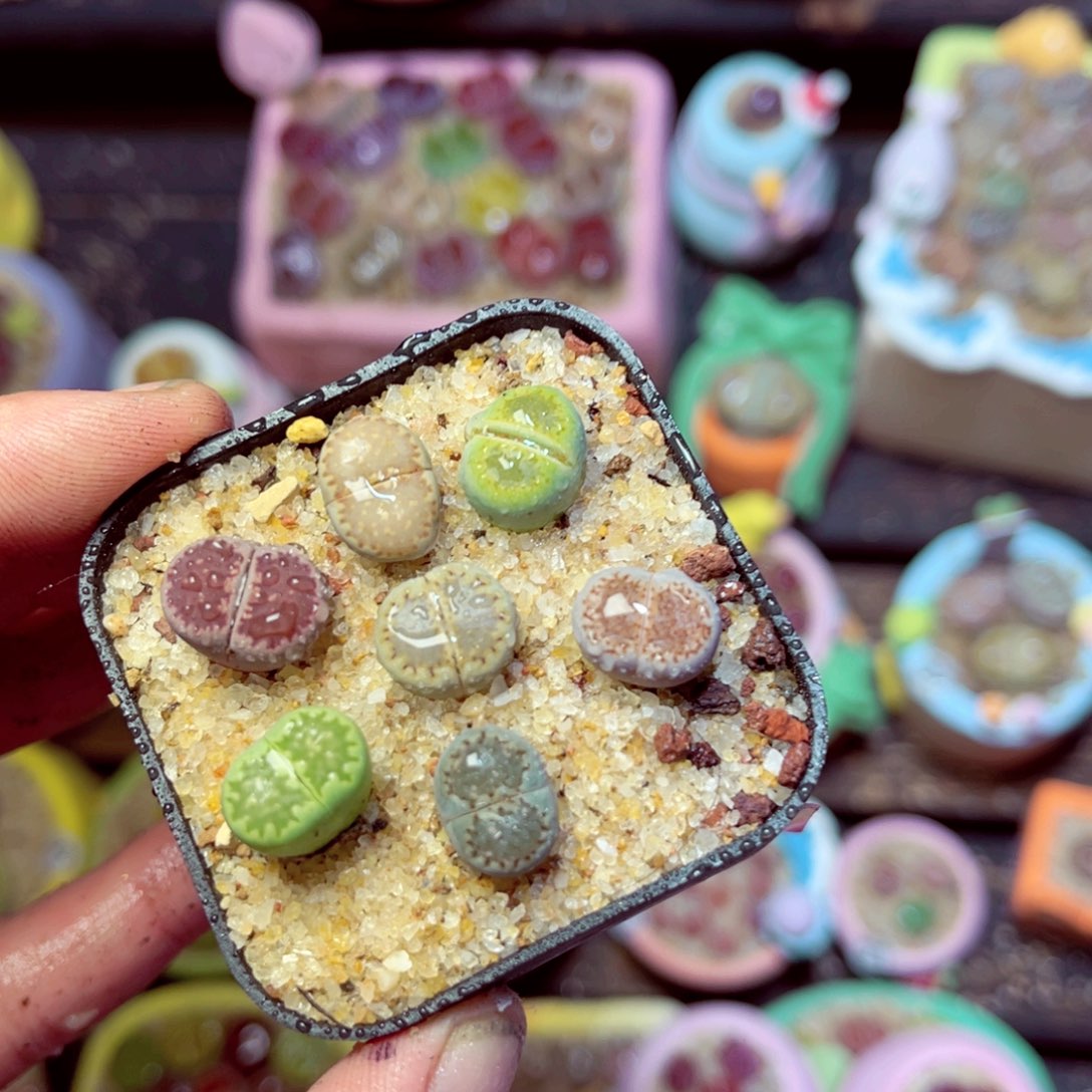 436生石花带盆发1