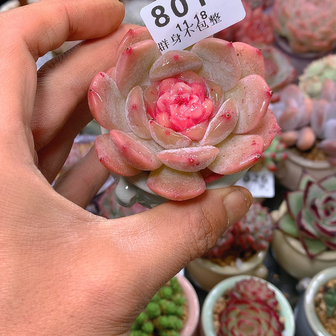 精控拇指盆11.18801