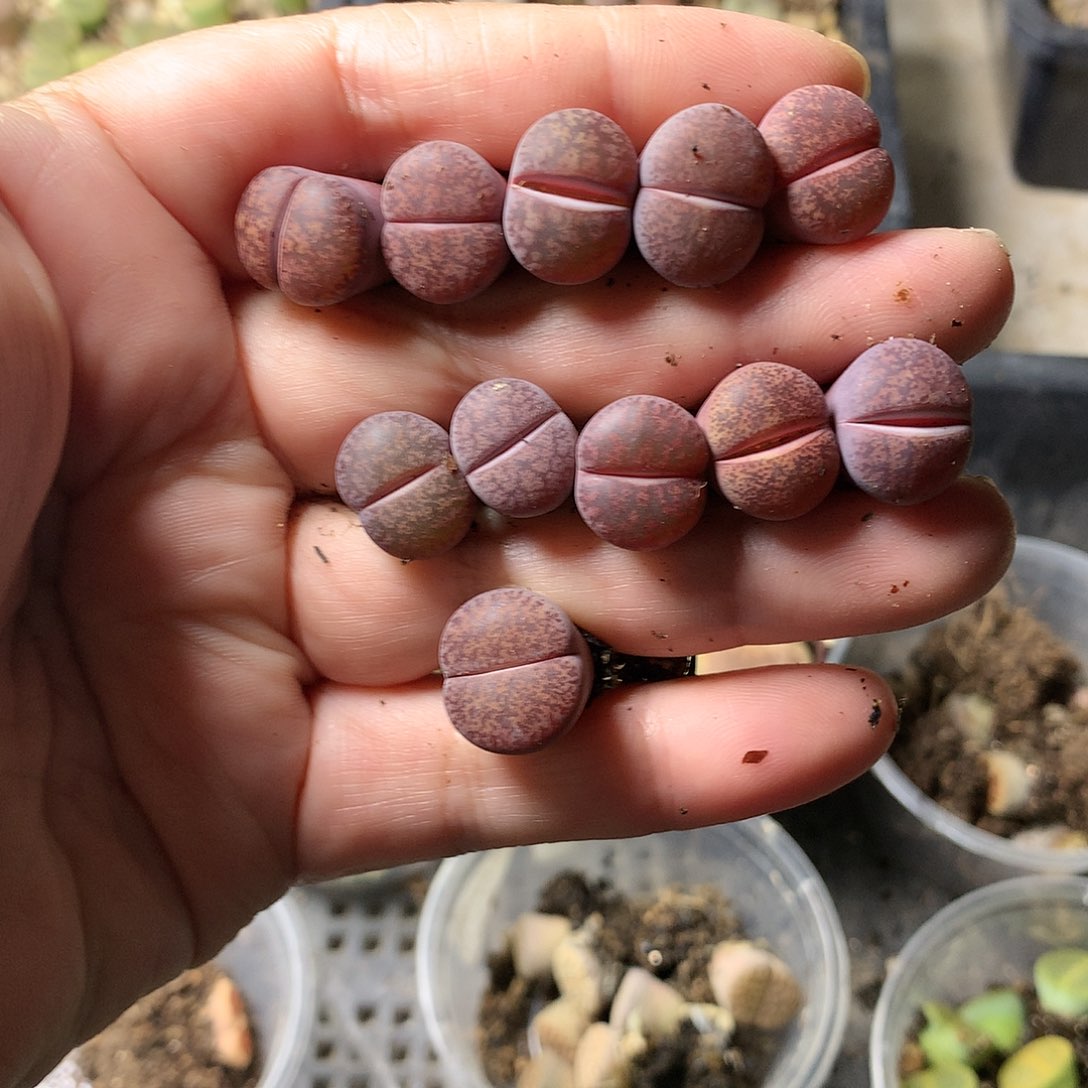 P480多肉植物保护