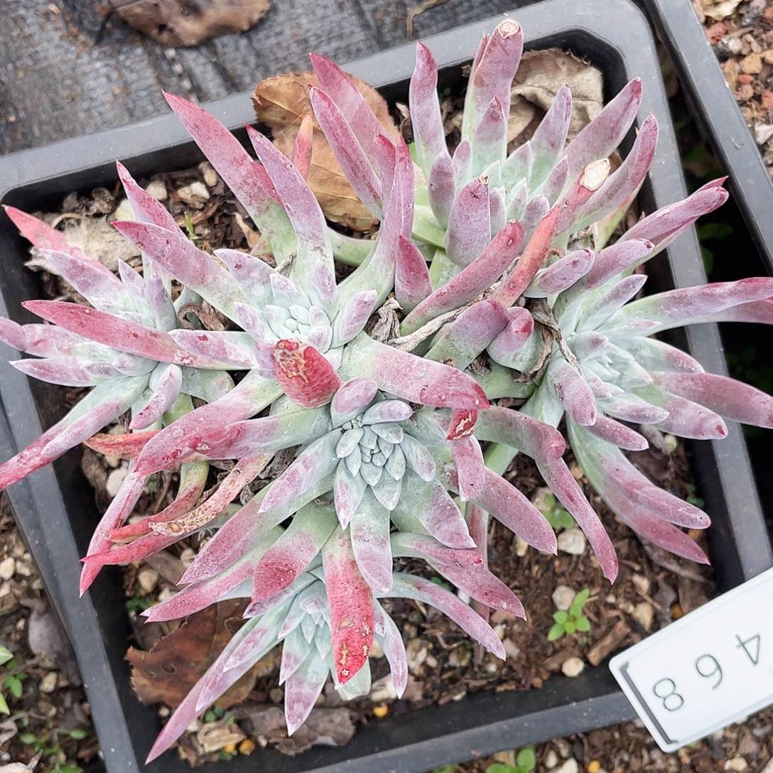 仙女杯多头老桩0468