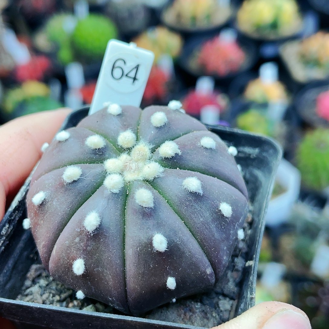 非偏远地区满25裸根发货仙人球