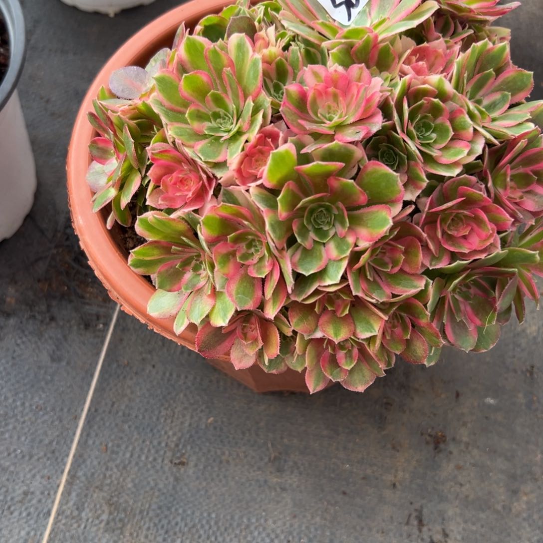 32孔雀翎多肉多肉多肉多肉