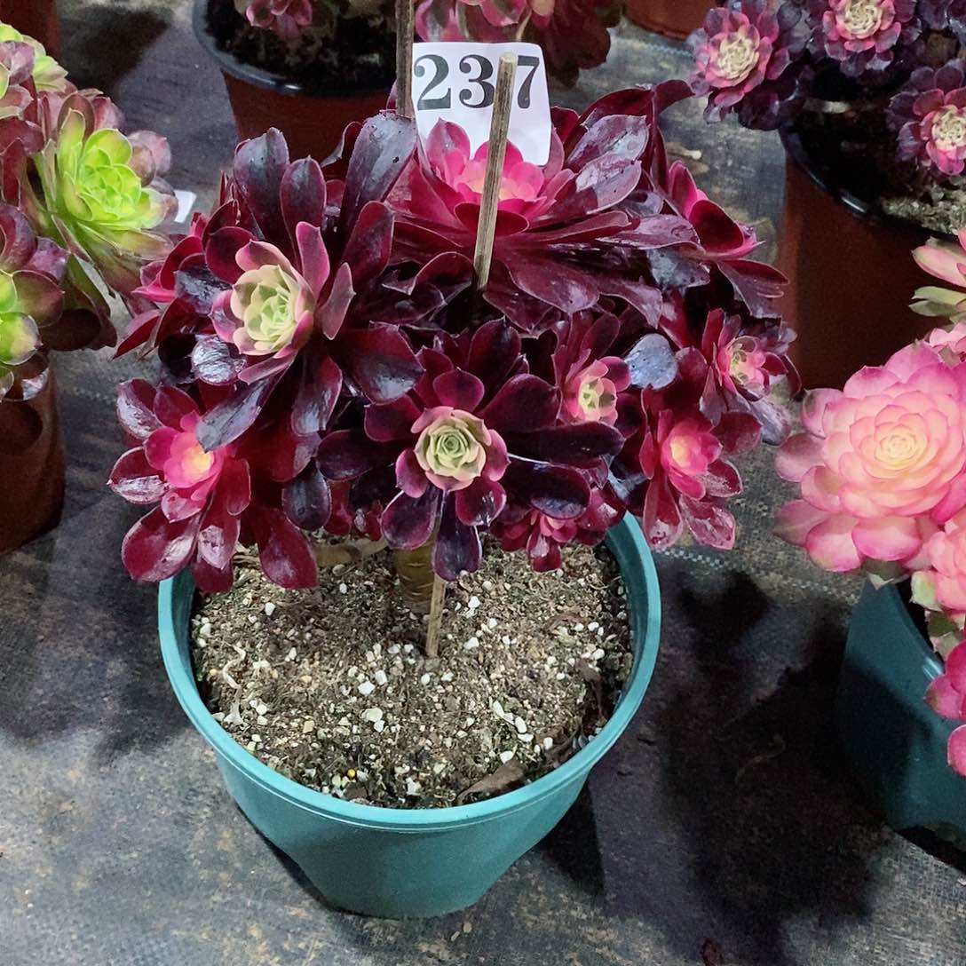 有伤美杜莎237多肉法师植物