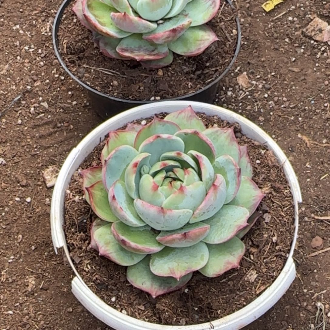 言***。惊鸿仙子一物一拍