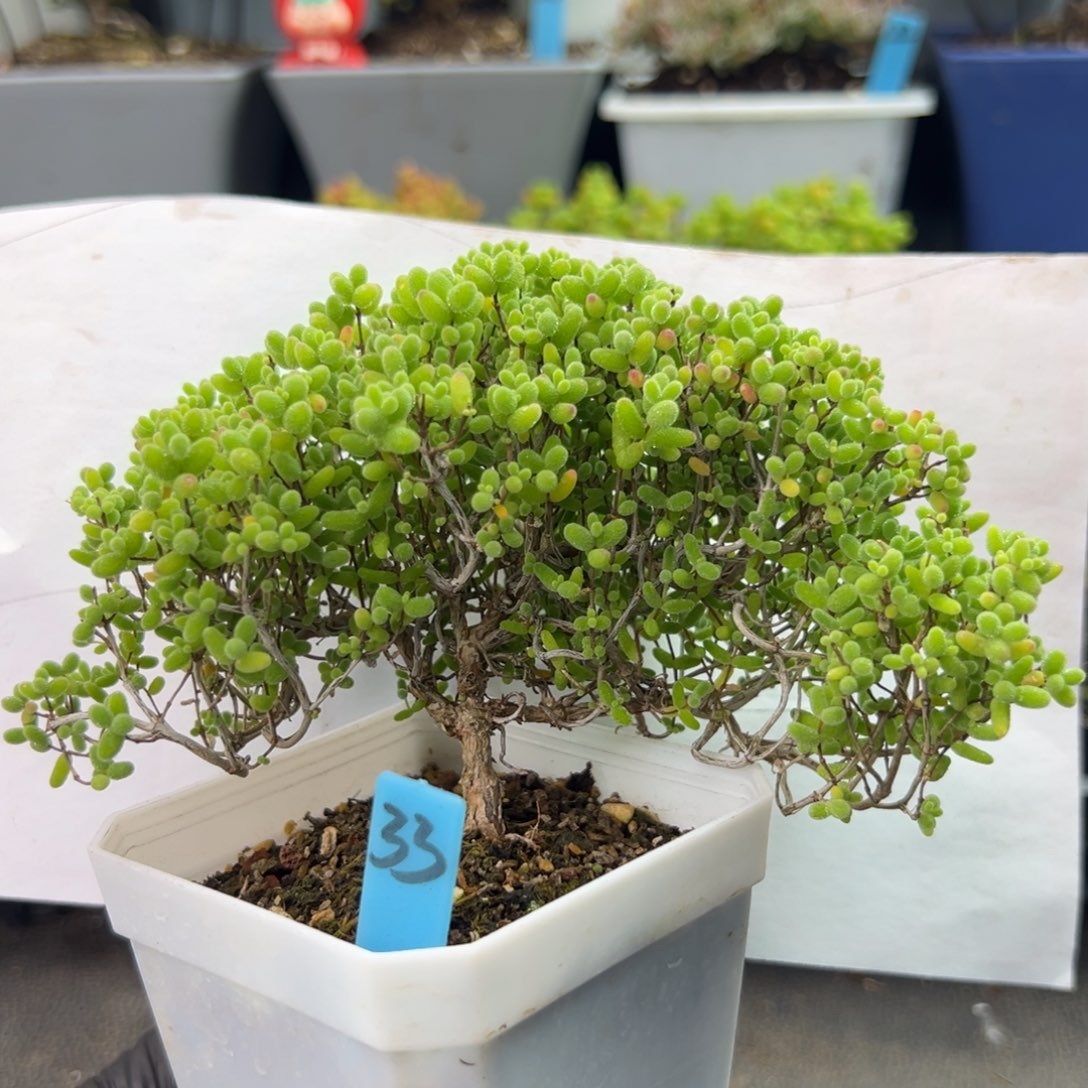 飘桩蜜橘糖球33号