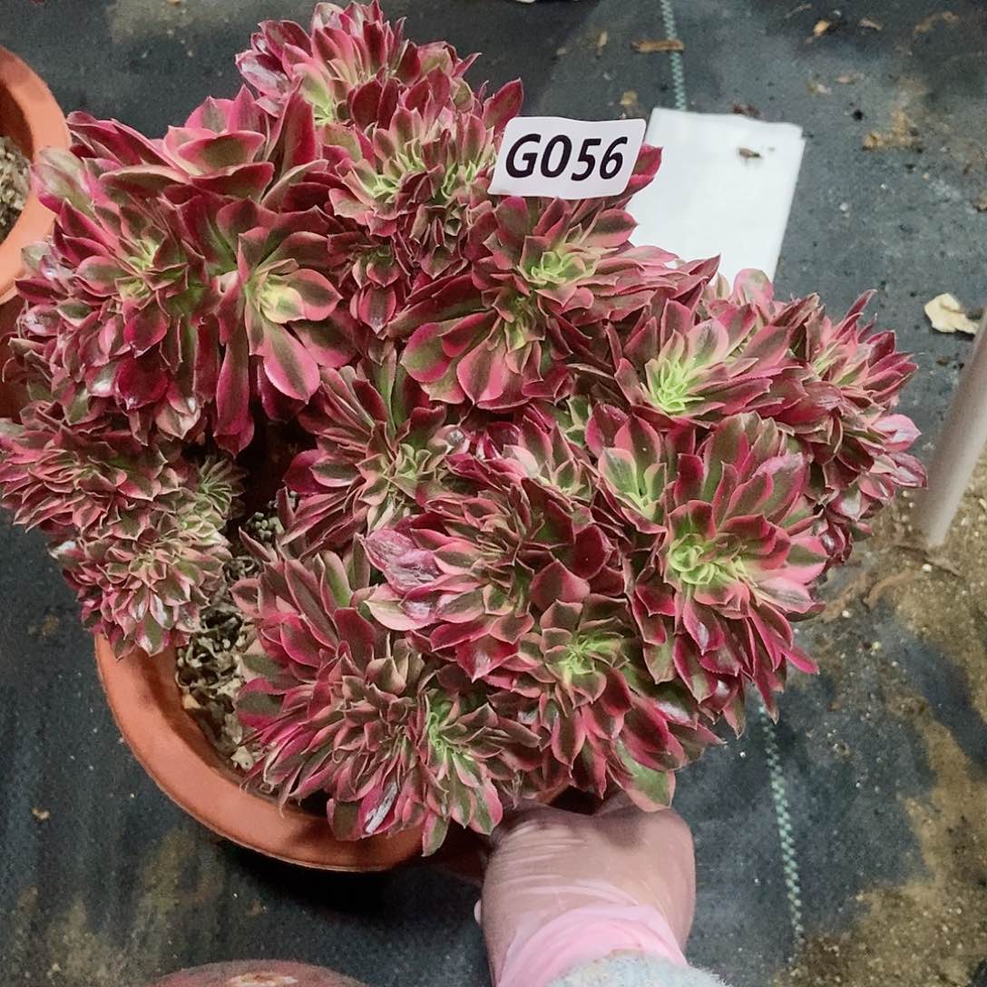 红陶056女郎缀有伤3多肉