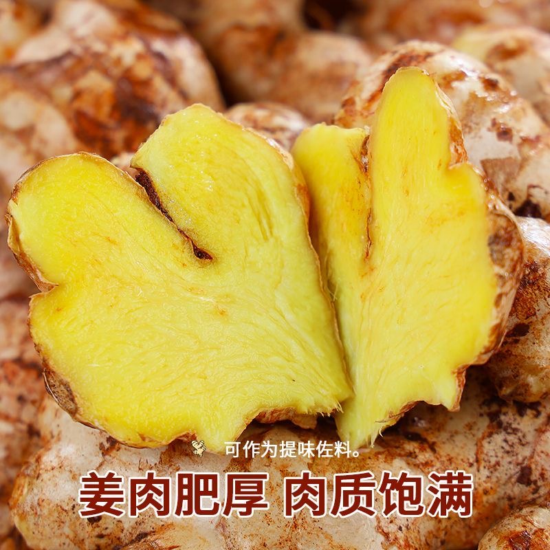 【达人专属】正宗云南小黄姜新鲜现挖高山产地姜味辛辣浓郁