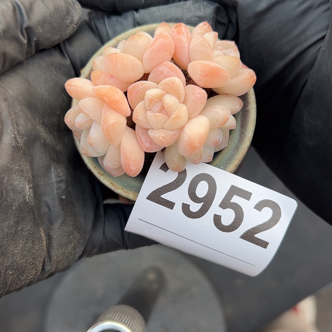 心****2952，五头冰玉带盆发的