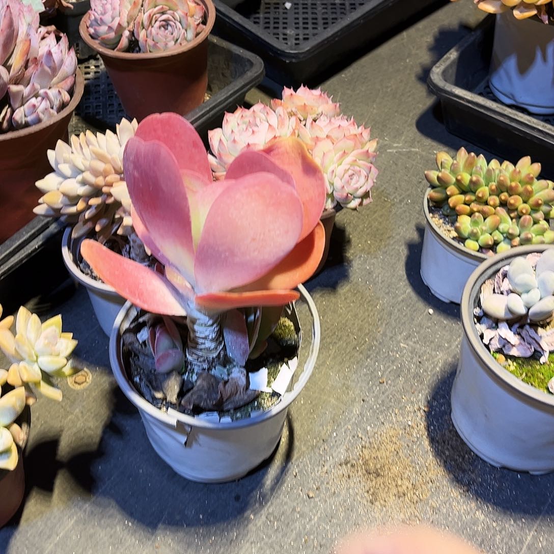 ****️20多肉植物提取萃取剂