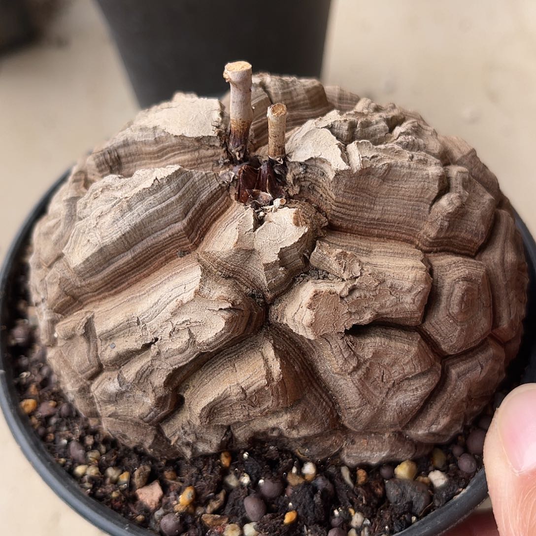 实生南非龟甲龙一物一拍