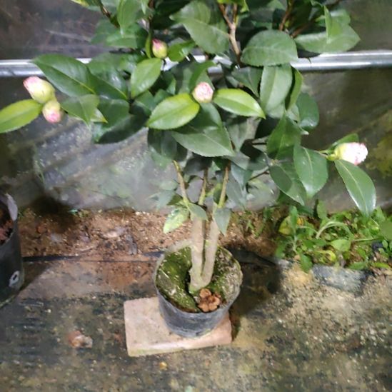 一**过869干贝利，原盆原土发货