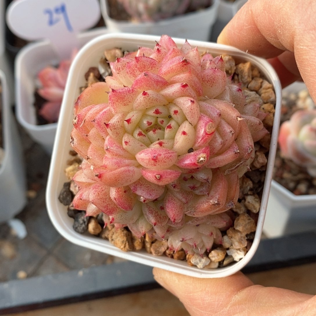 精品多肉一物一拍不包整180