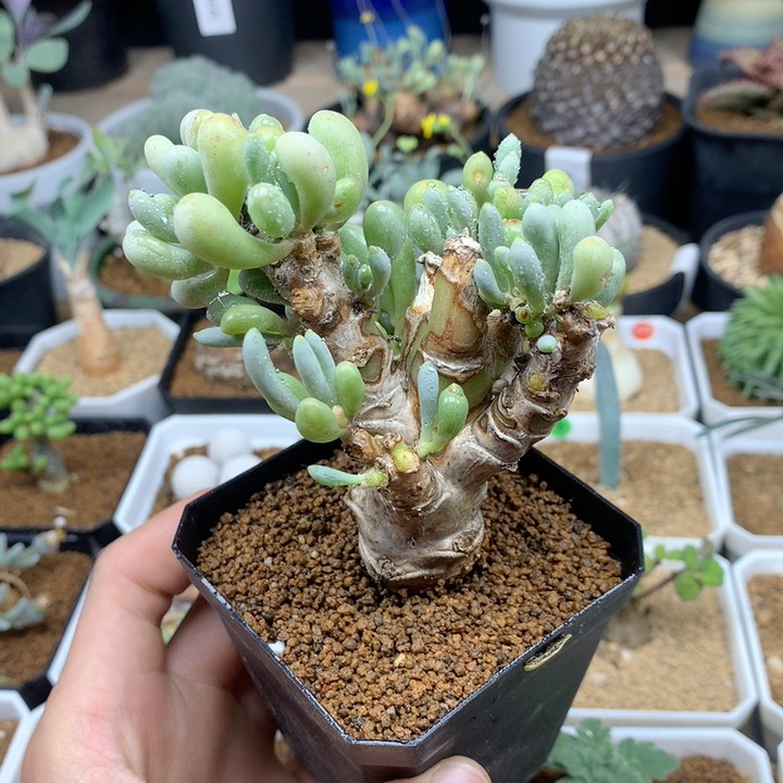 老桩卡拉菲厚敦菊脱土