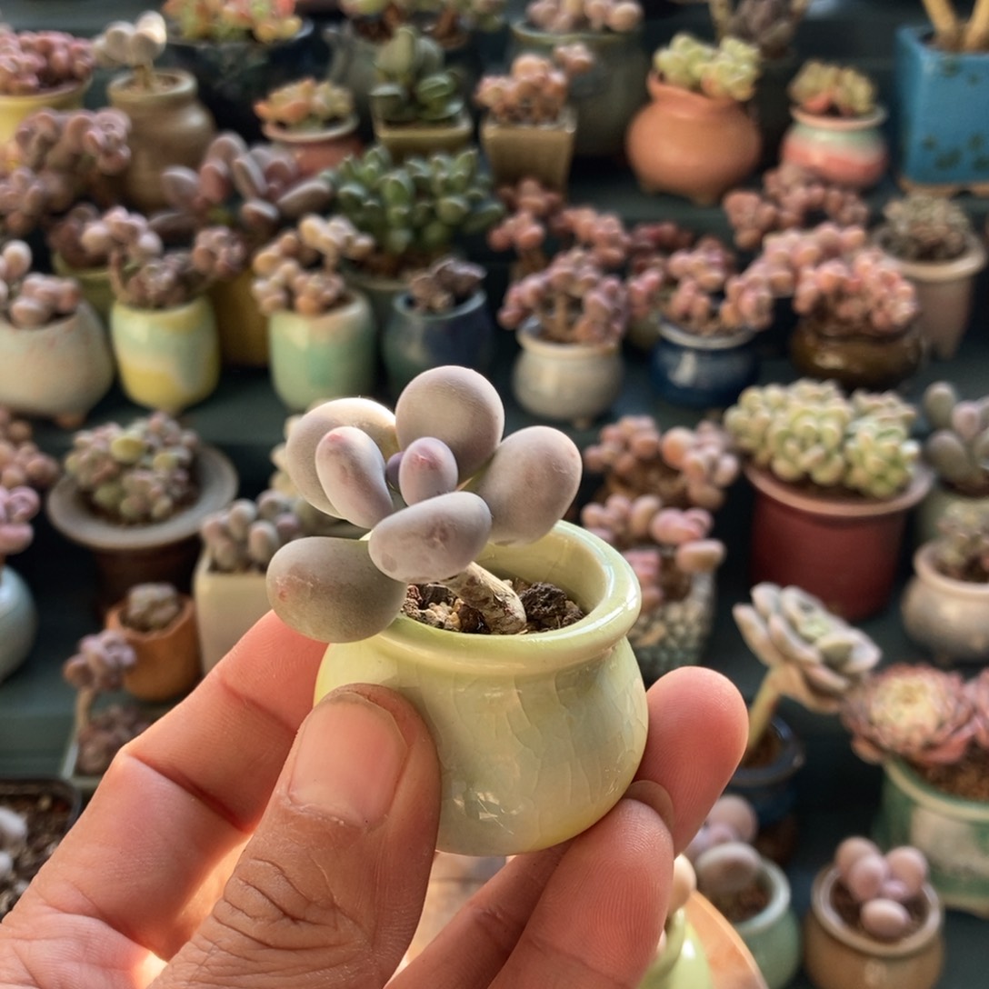 蛋黄奶酪12.8带盆发货